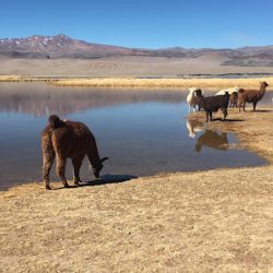 Negocio Antofagasta De La Sierra