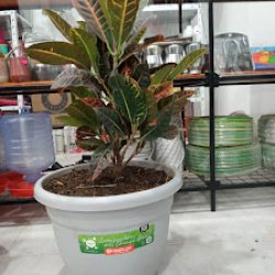 Negocio Forrajeria Ori